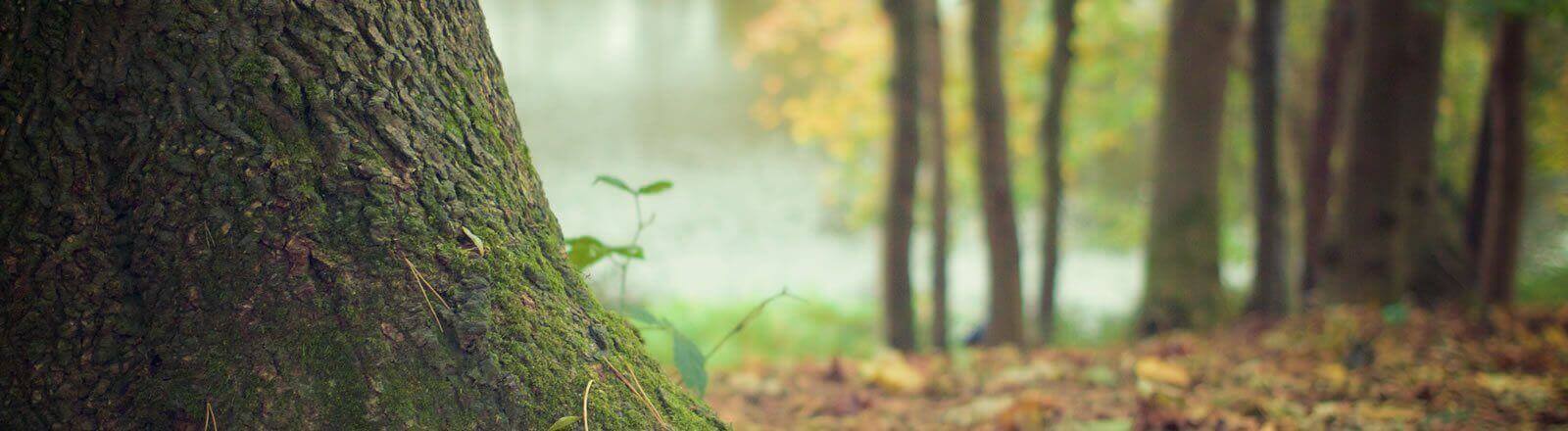 Compromiso con el medio ambiente